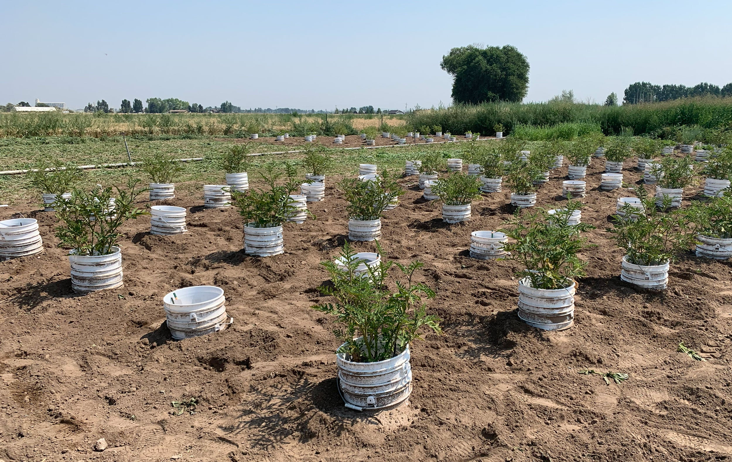 Trap-crop plants growing in individual containers in a research field.